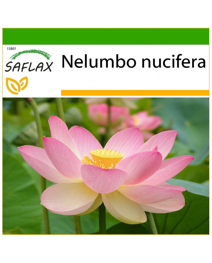 Saflax - 8 graines - avec sol - sacré indien Lotus - Lotus sacré - Fior di loto asiatico - Lloto sagrado - [...]