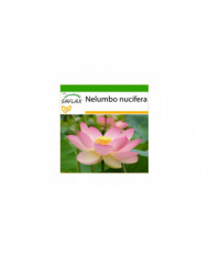 Saflax - 8 graines - avec sol - sacré indien Lotus - Lotus sacré - Fior di loto asiatico - Lloto sagrado - [...]