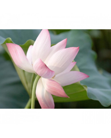 Saflax - 8 graines - avec sol - sacré indien Lotus - Lotus sacré - Fior di loto asiatico - Lloto sagrado - [...]