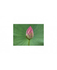 Saflax - 8 graines - avec sol - sacré indien Lotus - Lotus sacré - Fior di loto asiatico - Lloto sagrado - [...]