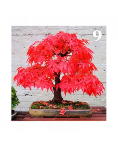 100 Pcs Graines D’érable Plante Maison Jardin Bonsaï Bureau Cour Aménagement Paysager Décor