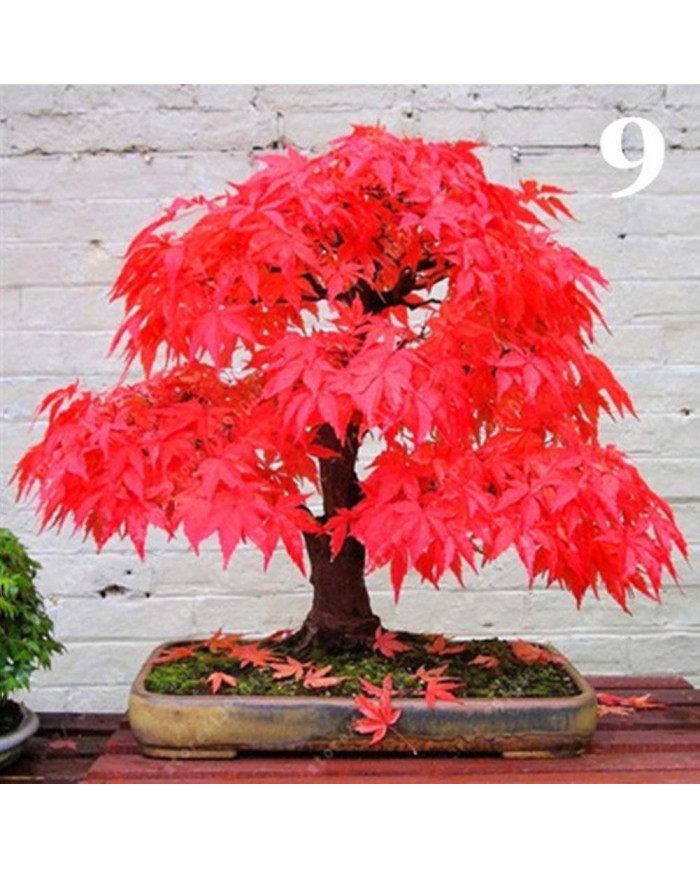 100 Pcs Graines D’érable Plante Maison Jardin Bonsaï Bureau Cour Aménagement Paysager Décor