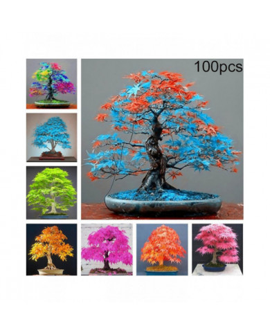 100 Pcs Graines D’érable Plante Maison Jardin Bonsaï Bureau Cour Aménagement Paysager Décor