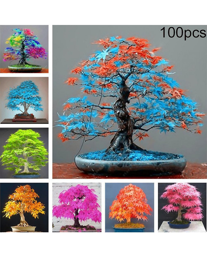 100 Pcs Graines D’érable Plante Maison Jardin Bonsaï Bureau Cour Aménagement Paysager Décor