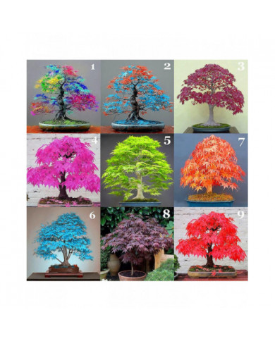 100 Pcs Graines D’érable Plante Maison Jardin Bonsaï Bureau Cour Aménagement Paysager Décor