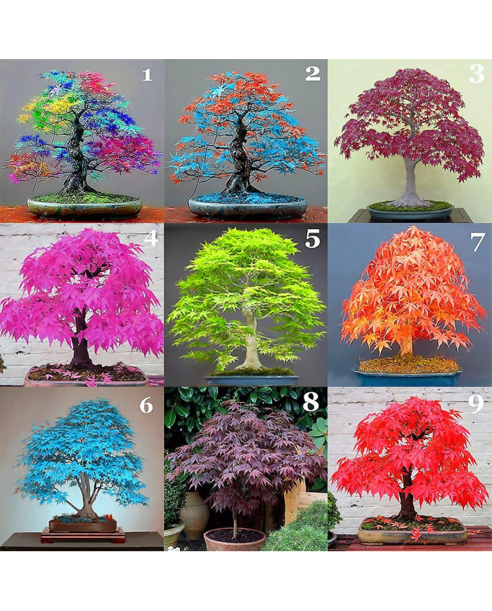 100 Pcs Graines D’érable Plante Maison Jardin Bonsaï Bureau Cour Aménagement Paysager Décor