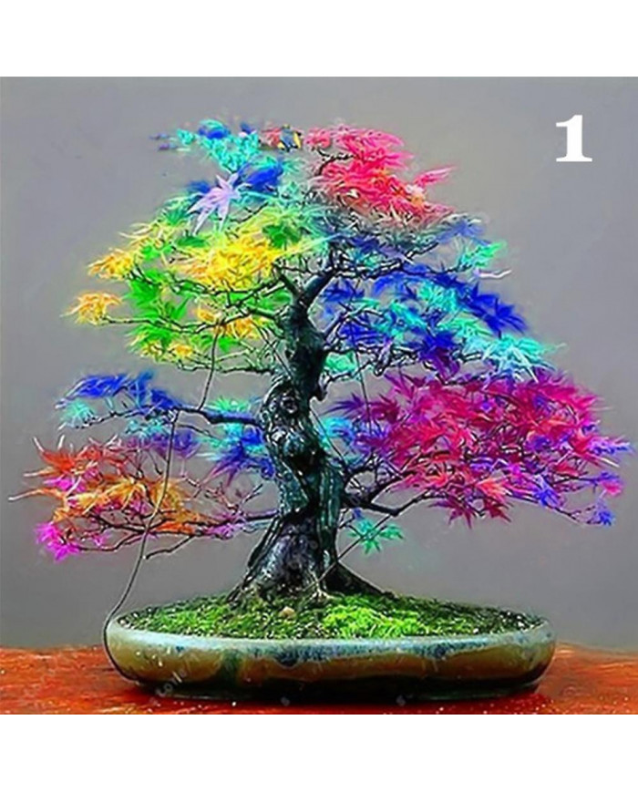 100 Pcs Graines D’érable Plante Maison Jardin Bonsaï Bureau Cour Aménagement Paysager Décor