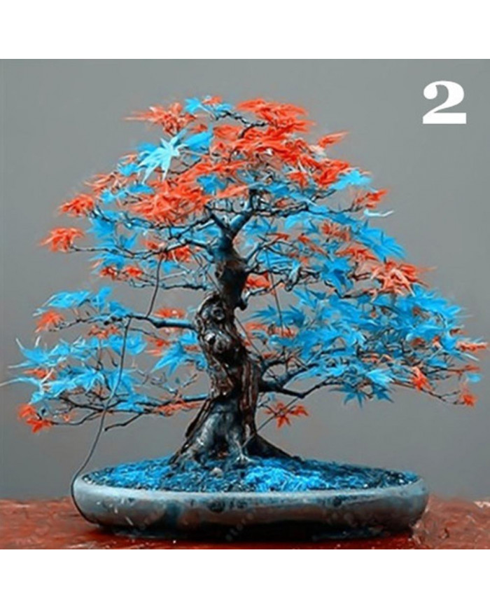 100 Pcs Graines D’érable Plante Maison Jardin Bonsaï Bureau Cour Aménagement Paysager Décor