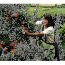 Tablier de cueillette de sac de cueillette de sac de cueillette de sac de cueillette de fruit Tablier de cueillette de sac de cueillette de sac de cueillette de sac de cueillette de fruit