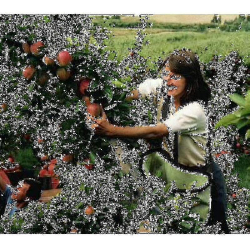 Tablier de cueillette de sac de cueillette de sac de cueillette de sac de cueillette de fruit Tablier de cueillette de sac de cueillette de sac de cueillette de sac de cueillette de fruit