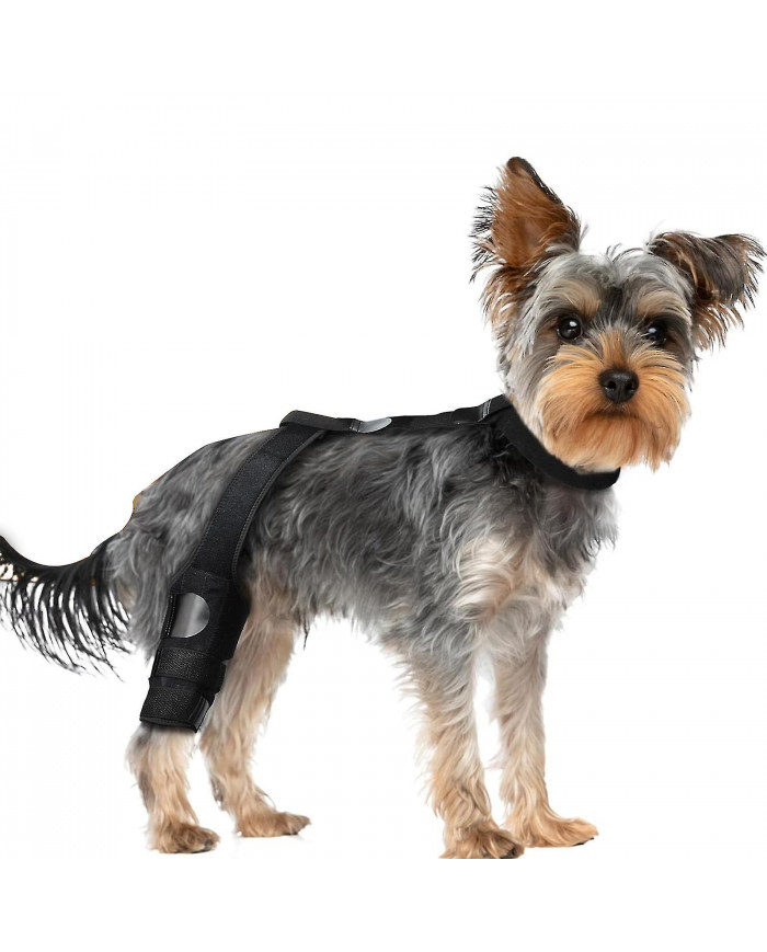 Genouillère ACL Premium Dog, genouillère pour chien pour patte arrière ACL déchirée, attelle ACL pour chien