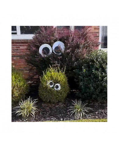 Yeux d’Halloween pour les buissons, Grands yeux de goog pour les buissons, Grands yeux de goog pour les buissons