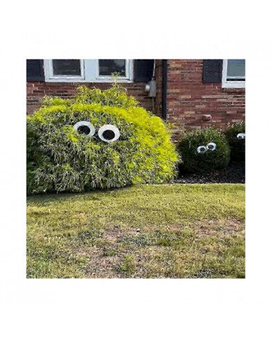 Yeux d’Halloween pour les buissons, Grands yeux de goog pour les buissons, Grands yeux de goog pour les buissons