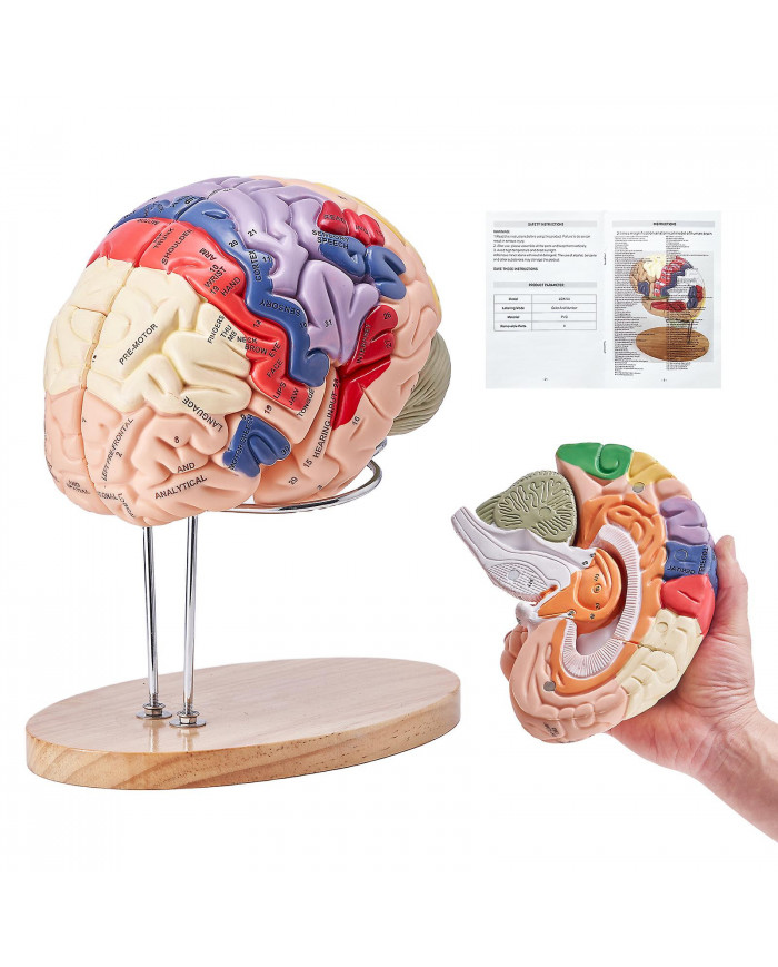 Anatomie du modèle de cerveau humain, 2 fois plus grand nature humain en 4 parties avec étiquettes et base [...]