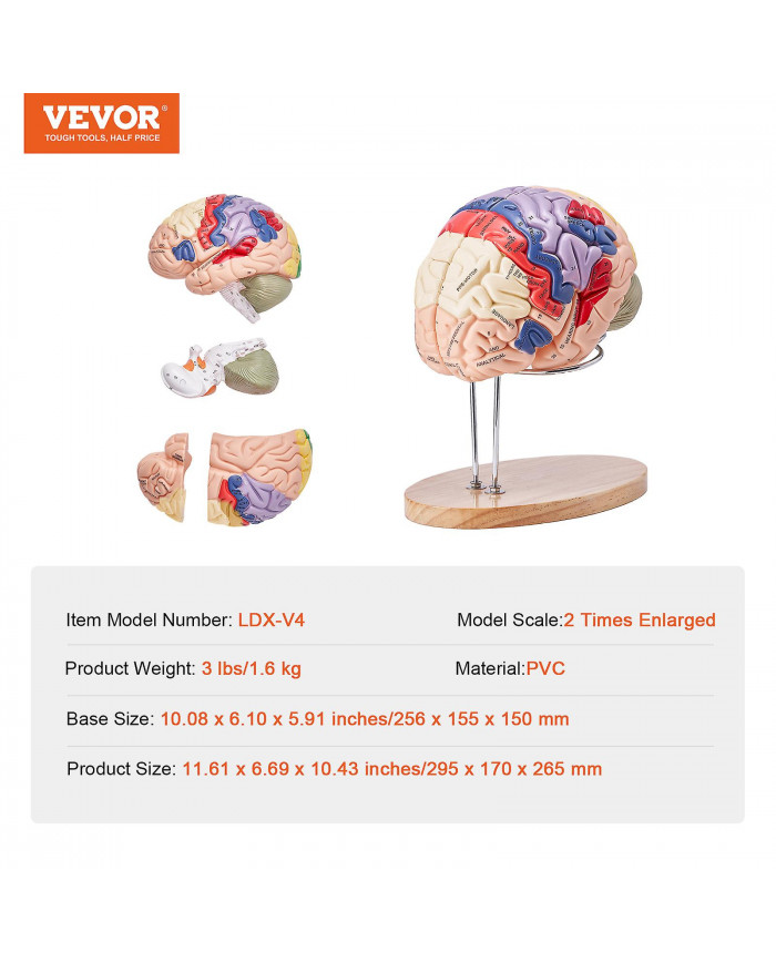 Anatomie du modèle de cerveau humain, 2 fois plus grand nature humain en 4 parties avec étiquettes et base [...]