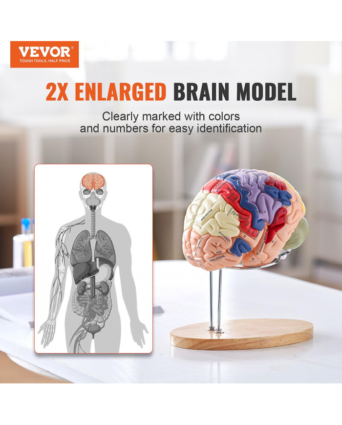 Anatomie du modèle de cerveau humain, 2 fois plus grand nature humain en 4 parties avec étiquettes et base [...]