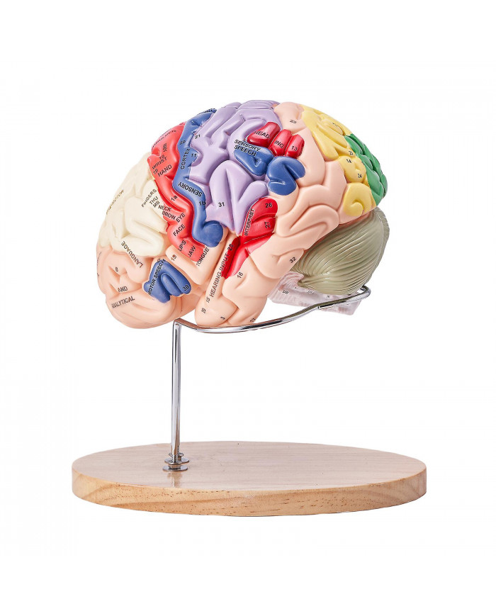 Anatomie du modèle de cerveau humain, 2 fois plus grand nature humain en 4 parties avec étiquettes et base [...]