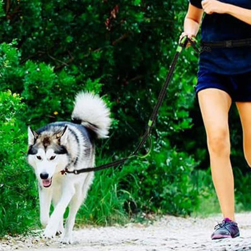 Laisse pour chien, avec ceinture de taille réglable pour courir