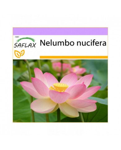 Saflax - 8 graines - sacré indien Lotus - Lotus sacré - Fior di loto asiatico - Lloto sagrado - Indische Lotusblume