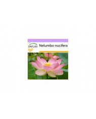 Saflax - 8 graines - sacré indien Lotus - Lotus sacré - Fior di loto asiatico - Lloto sagrado - Indische Lotusblume