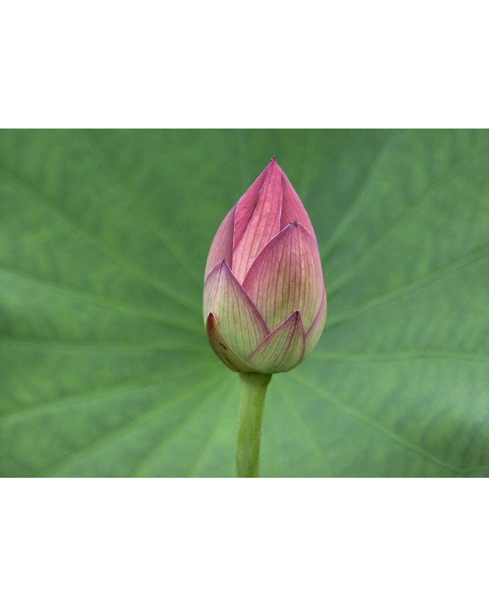 Saflax - 8 graines - sacré indien Lotus - Lotus sacré - Fior di loto asiatico - Lloto sagrado - Indische Lotusblume