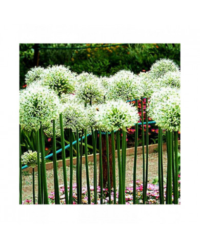 100 Pcs Graines D’oignon Géant Allium Giganteum Fleur Plante Maison Jardin Bonsaï Decor