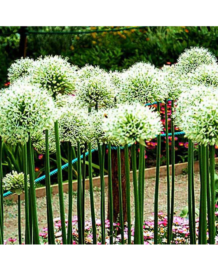 100 Pcs Graines D’oignon Géant Allium Giganteum Fleur Plante Maison Jardin Bonsaï Decor