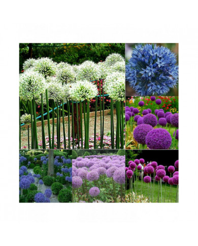 100 Pcs Graines D’oignon Géant Allium Giganteum Fleur Plante Maison Jardin Bonsaï Decor