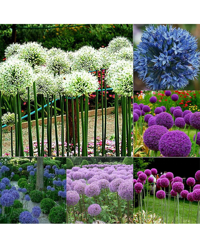 100 Pcs Graines D’oignon Géant Allium Giganteum Fleur Plante Maison Jardin Bonsaï Decor