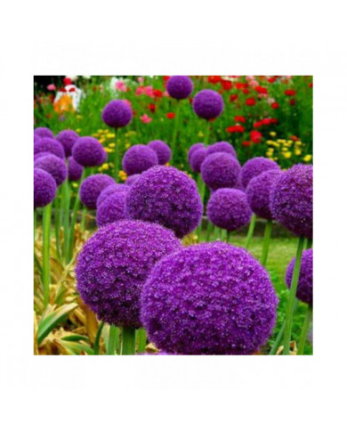 100 Pcs Graines D’oignon Géant Allium Giganteum Fleur Plante Maison Jardin Bonsaï Decor