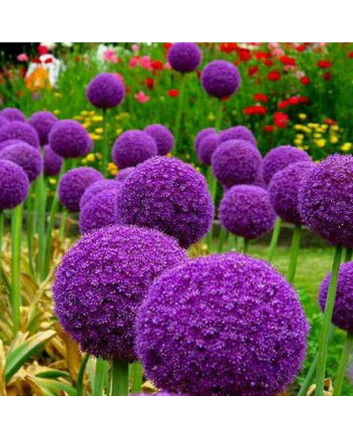 100 Pcs Graines D’oignon Géant Allium Giganteum Fleur Plante Maison Jardin Bonsaï Decor