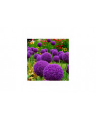 100 Pcs Graines D’oignon Géant Allium Giganteum Fleur Plante Maison Jardin Bonsaï Decor