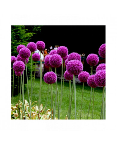 100 Pcs Graines D’oignon Géant Allium Giganteum Fleur Plante Maison Jardin Bonsaï Decor