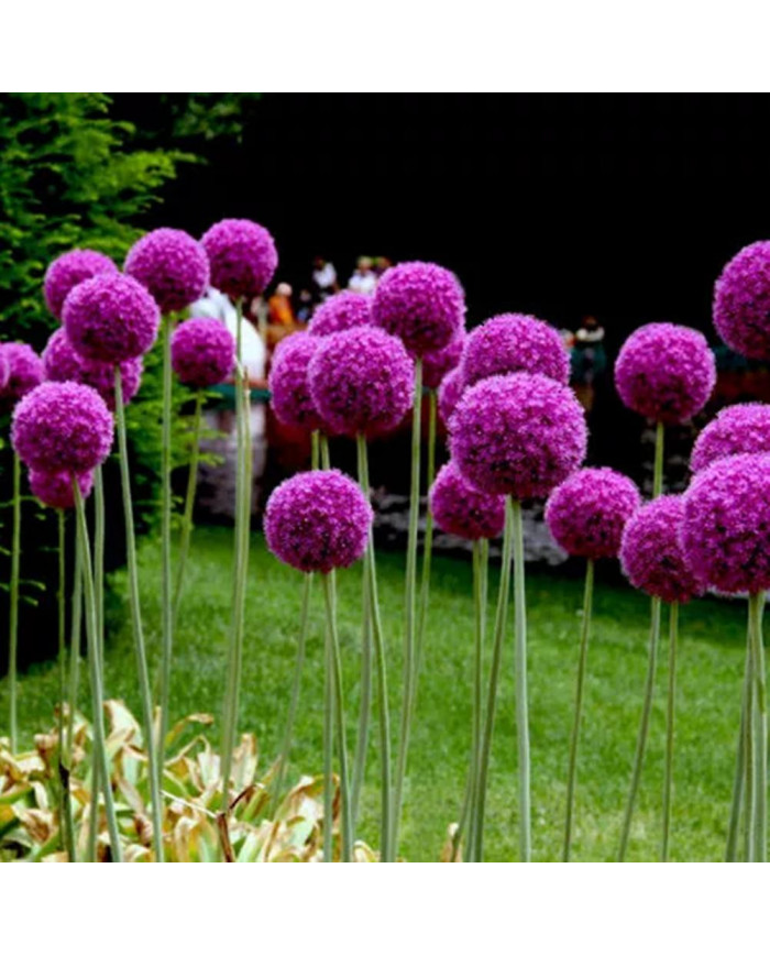 100 Pcs Graines D’oignon Géant Allium Giganteum Fleur Plante Maison Jardin Bonsaï Decor