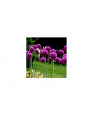 100 Pcs Graines D’oignon Géant Allium Giganteum Fleur Plante Maison Jardin Bonsaï Decor