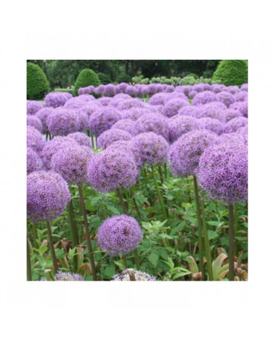 100 Pcs Graines D’oignon Géant Allium Giganteum Fleur Plante Maison Jardin Bonsaï Decor