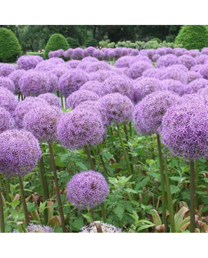 100 Pcs Graines D’oignon Géant Allium Giganteum Fleur Plante Maison Jardin Bonsaï Decor