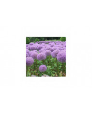 100 Pcs Graines D’oignon Géant Allium Giganteum Fleur Plante Maison Jardin Bonsaï Decor