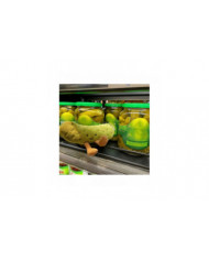 Vert Cornichon Peluche Poupée Petit Végétal Nourriture Coussin Décoration Cadeau D'anniversaire Des Enfants