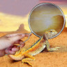 Reptile Sand Scoop Stainless Steel Litter Box Cleaning Tool for Turtle Lizard
