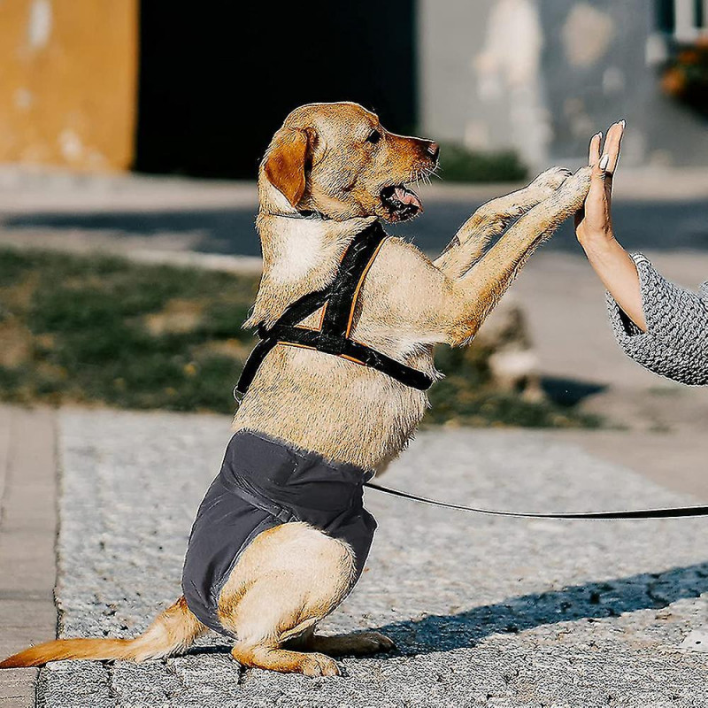 Pcs De 3 couches Laveables Réutilisables Pour Chien, Physiologi Chien Très Absorbant