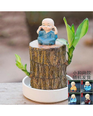 Mini Brésil Lucky Wood - Magical Sprouting Lucky Bambou Bois - Hydroponique Plante en Pot Stump Petite Mini Plante [...]