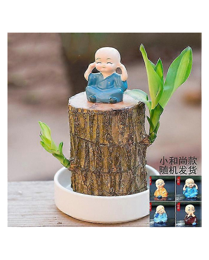 Mini Brésil Lucky Wood - Magical Sprouting Lucky Bambou Bois - Hydroponique Plante en Pot Stump Petite Mini Plante [...]