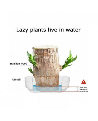 Mini Brésil Lucky Wood - Magical Sprouting Lucky Bambou Bois - Hydroponique Plante en Pot Stump Petite Mini Plante [...]