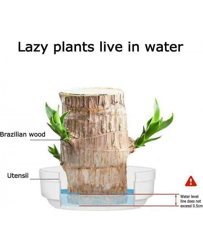 Mini Brésil Lucky Wood - Magical Sprouting Lucky Bambou Bois - Hydroponique Plante en Pot Stump Petite Mini Plante [...]