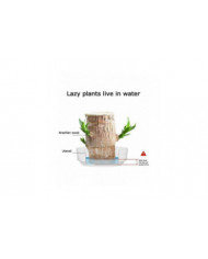 Mini Brésil Lucky Wood - Magical Sprouting Lucky Bambou Bois - Hydroponique Plante en Pot Stump Petite Mini Plante [...]