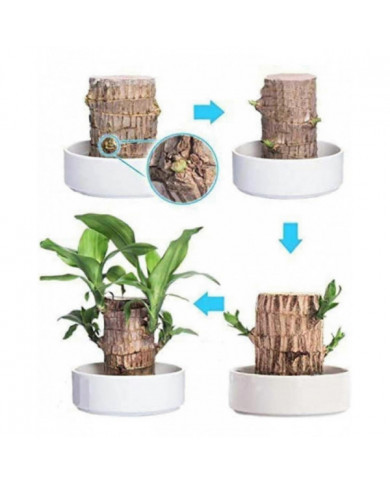 Mini Brésil Lucky Wood - Magical Sprouting Lucky Bambou Bois - Hydroponique Plante en Pot Stump Petite Mini Plante [...]