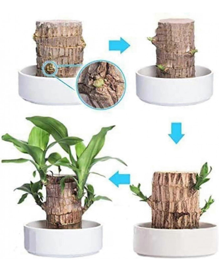 Mini Brésil Lucky Wood - Magical Sprouting Lucky Bambou Bois - Hydroponique Plante en Pot Stump Petite Mini Plante [...]
