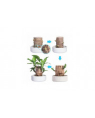 Mini Brésil Lucky Wood - Magical Sprouting Lucky Bambou Bois - Hydroponique Plante en Pot Stump Petite Mini Plante [...]