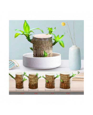 Mini Brésil Lucky Wood - Magical Sprouting Lucky Bambou Bois - Hydroponique Plante en Pot Stump Petite Mini Plante [...]